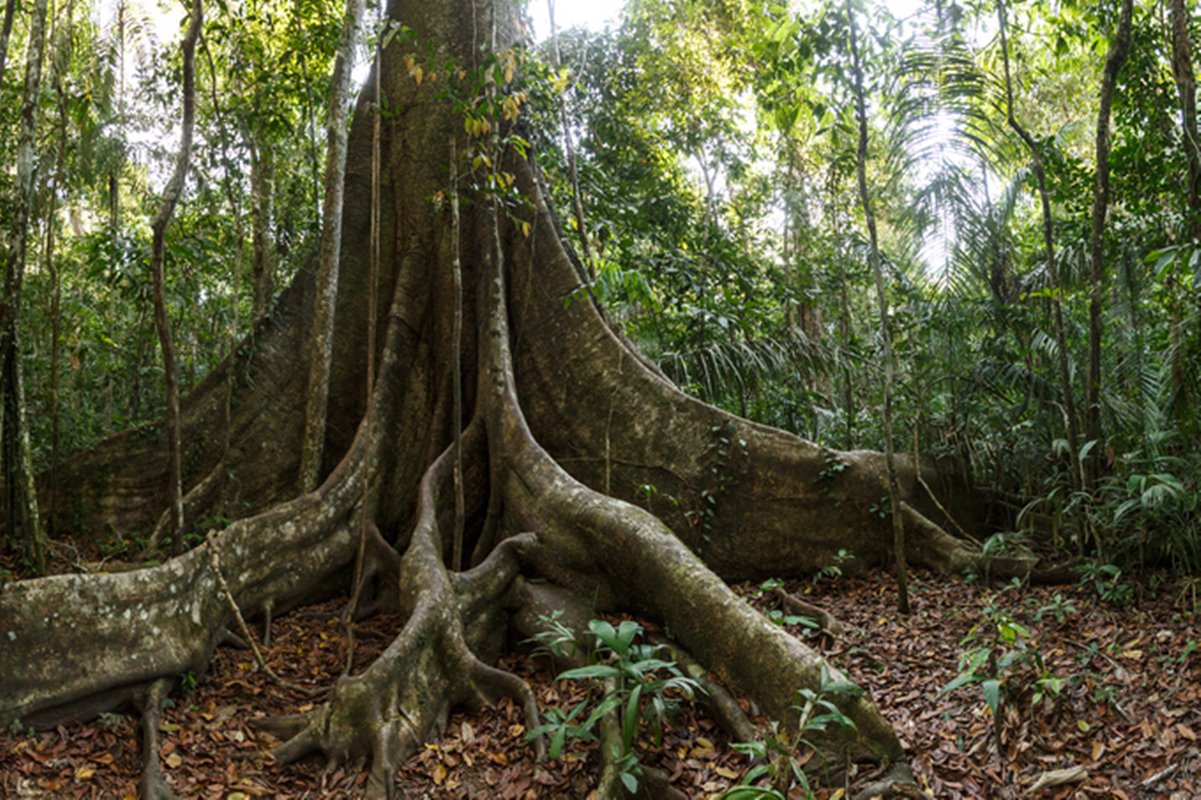Foto de árvores da Amazônia - Metrópoles