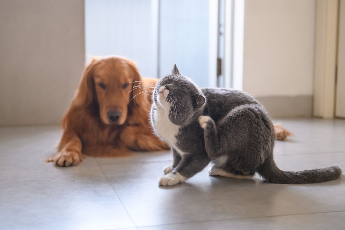 3 chás naturais podem aliviar coceira em cães e gatos; saiba quais