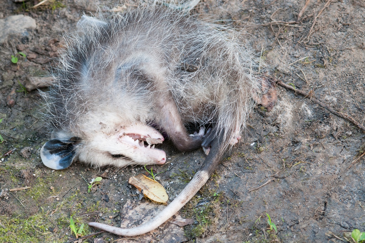 Fingiu de morto? Saiba o que é e para que serve a tanatose em animais