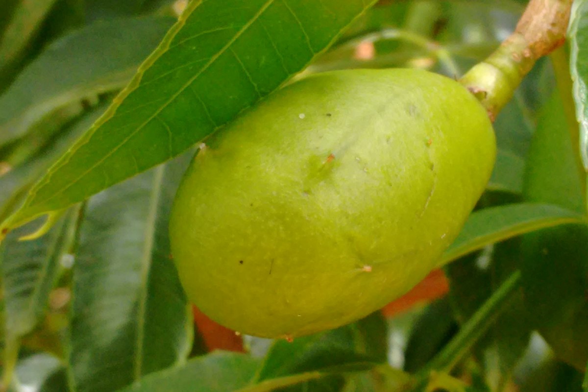 Fruta cajá-manga
