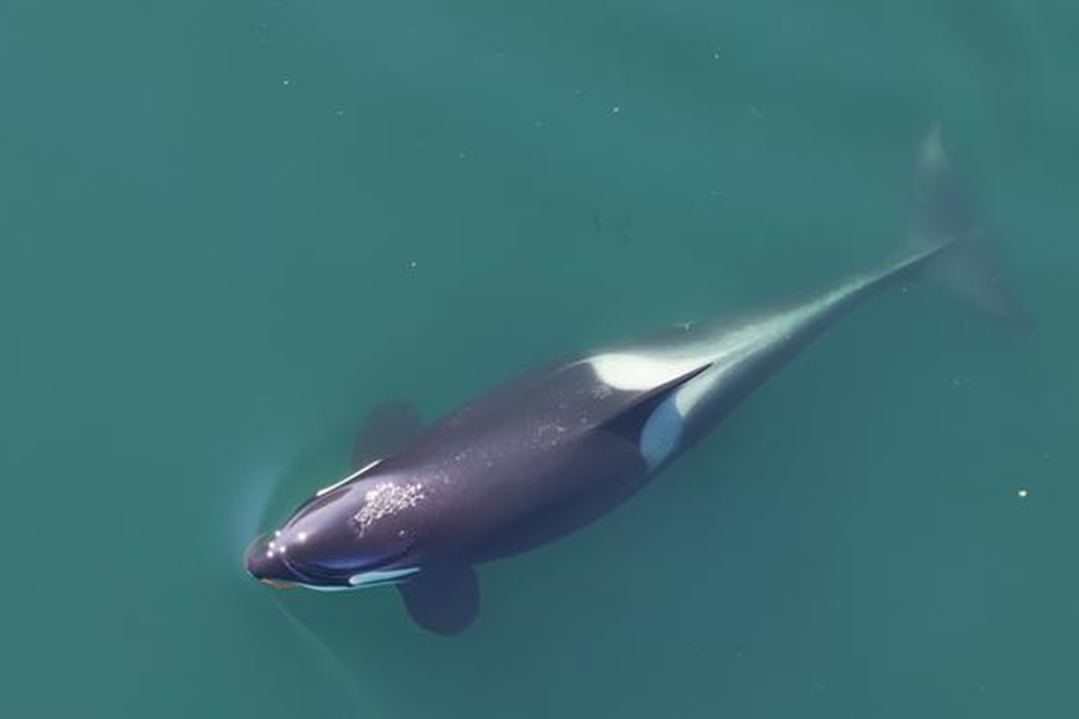 Imagem colorida de orca observada com drones - Metrópoles