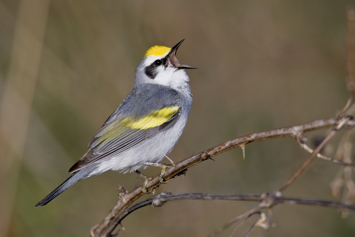 500 espécies de aves podem desaparecer no próximo século, diz estudo