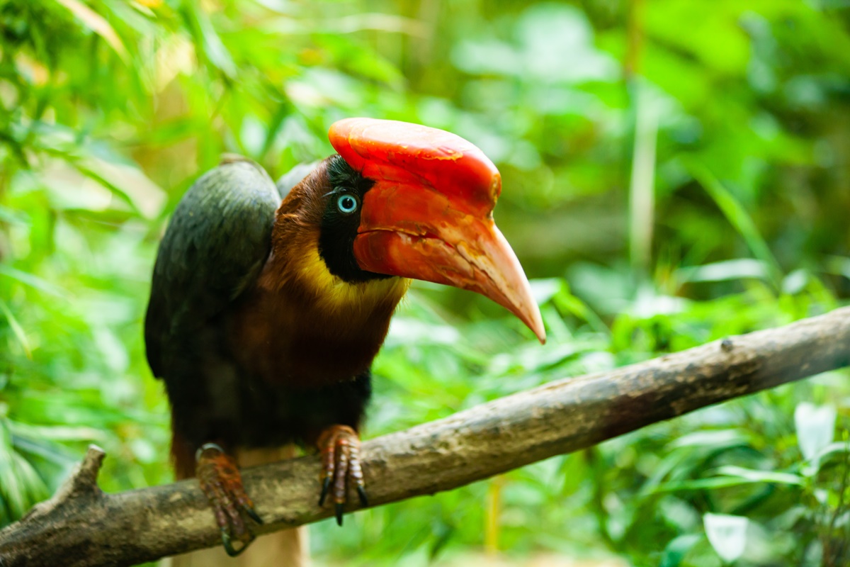 Imagem colorida de ave ameaçada de extinção calau-de-capacete - Metrópoles 