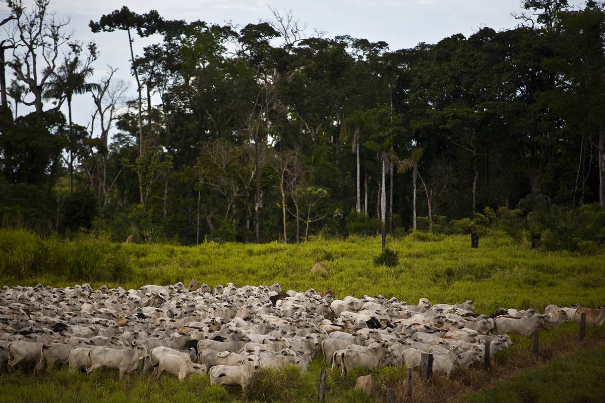 MapBiomas: Amazônia perdeu 52 milhões de hectares nativos em 40 anos