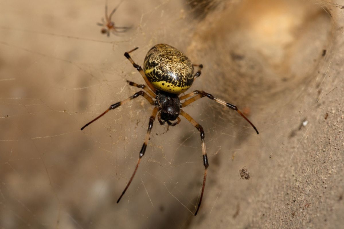 Imagem colorida de aranha maria-bola