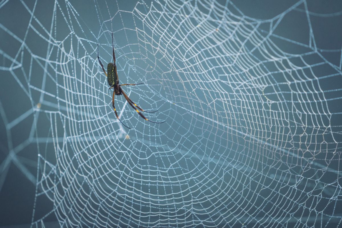 Imagem colorida de aranha Trichonephila clavipes