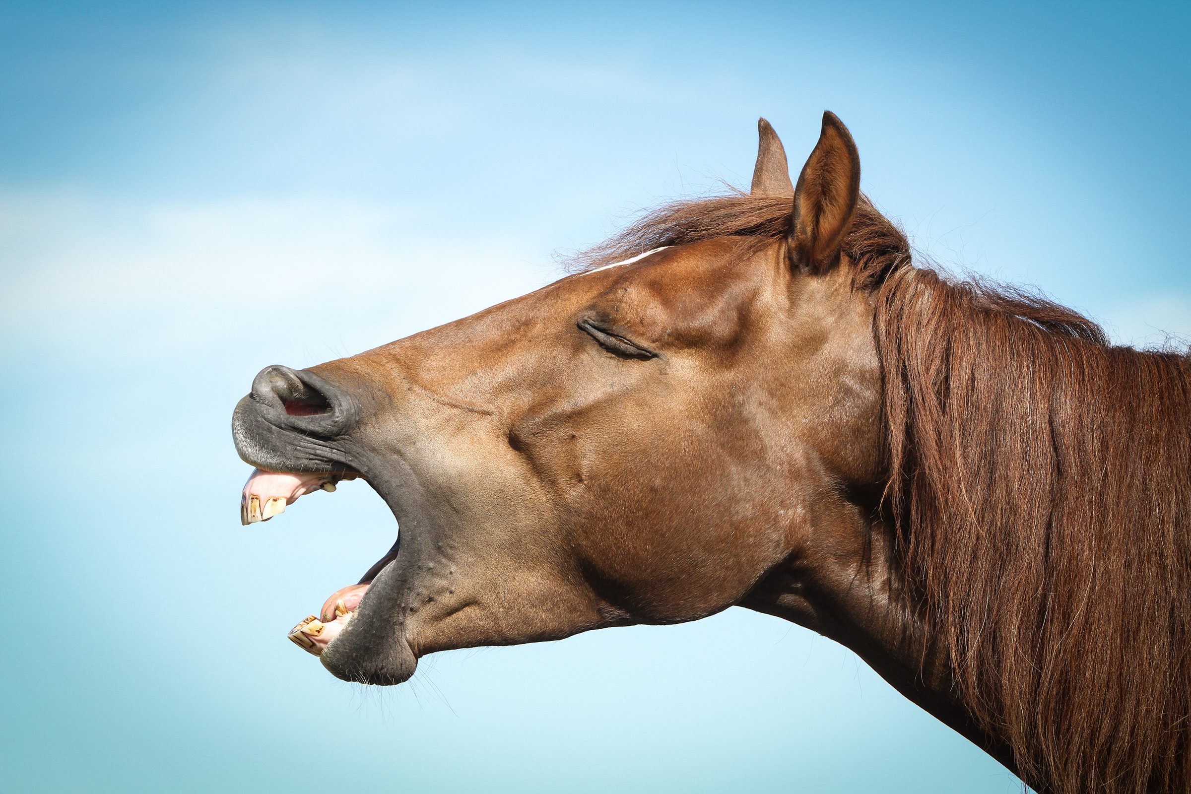 Imagem mostra cavalo de lado, mostrando os dentes - Metrópoles