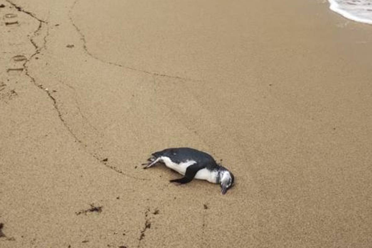 Pinguim morto em praia. Temporada de pinguins no litoral paulista - Metrópoles