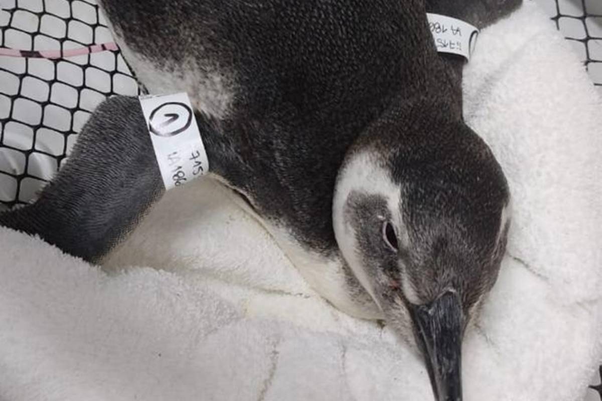 Pinguim morto - Metrópoles