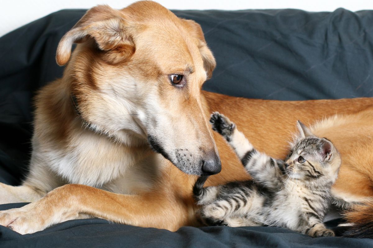Justiça nega pedido de mulher que cobrava pensão alimentícia para pet