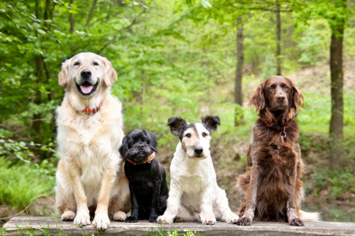 Em alta! Pesquisa revela os 10 nomes mais comuns entre os cachorros