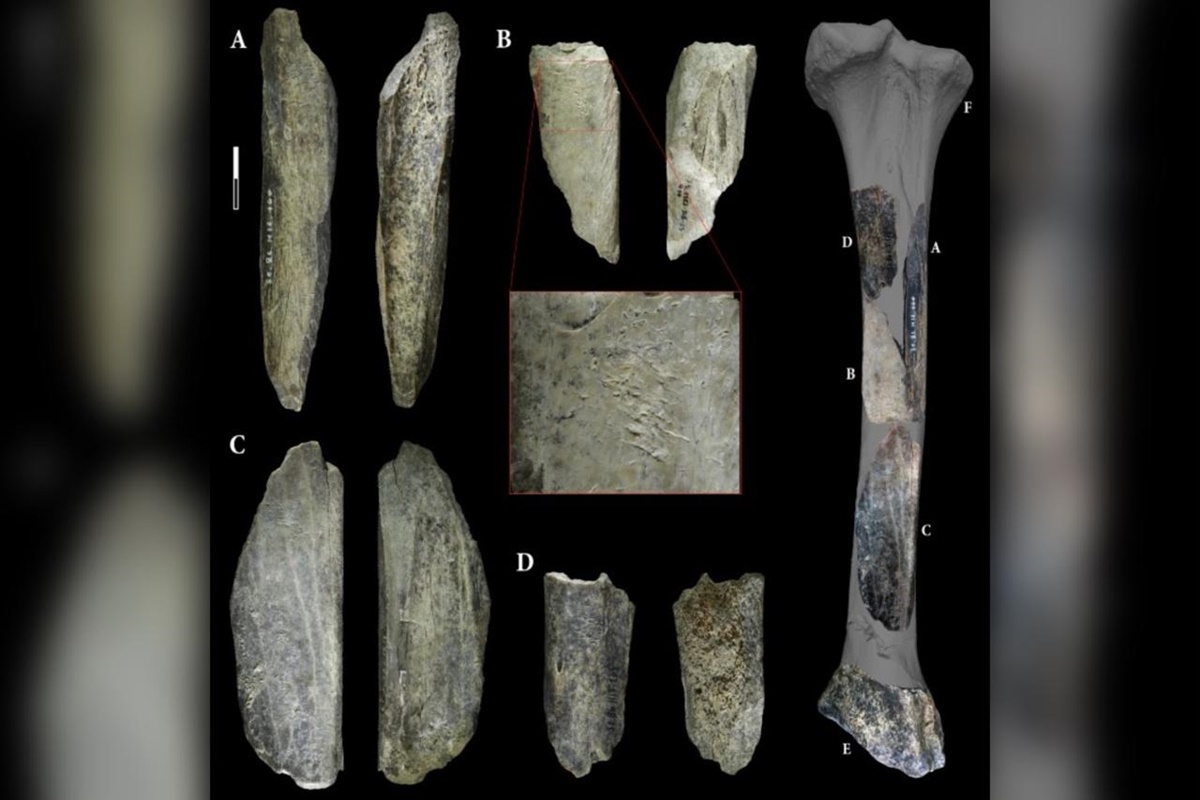 Foto de alguns ossos de leão-da-caverna encontrado em uma escavação. - Metrópoles.