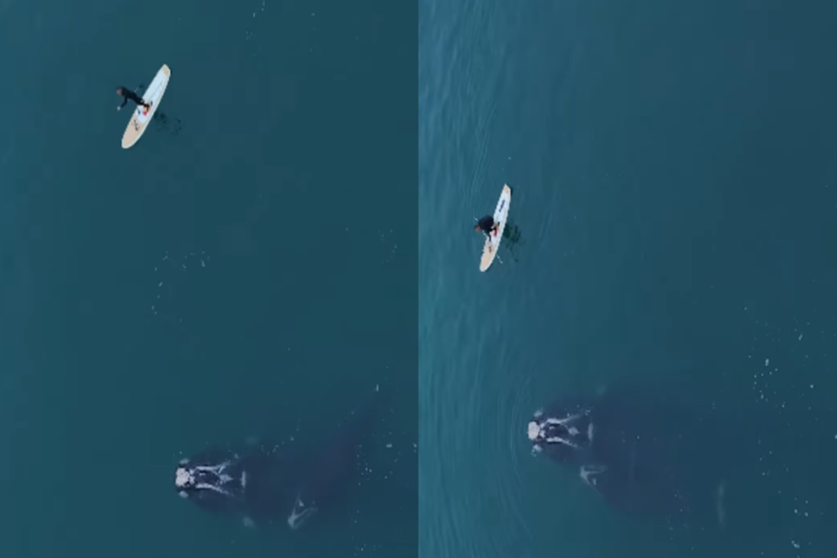 Vídeo mostra momento em que baleia é solta após 3 dias presa em rede