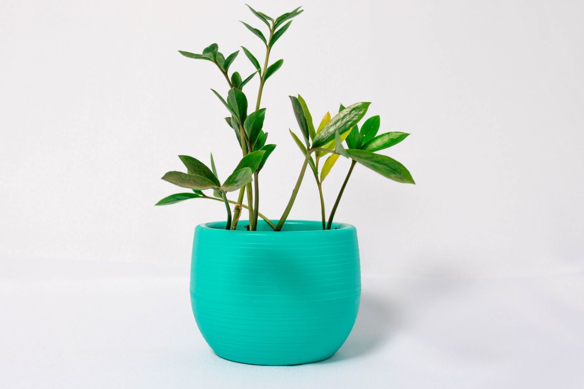 photo couleur de la plante Zamioculca