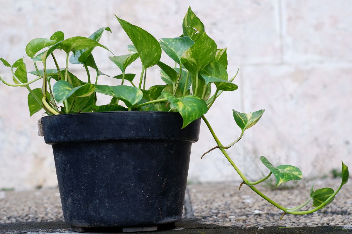 photo couleur d'une plante serpent dans un pot noir