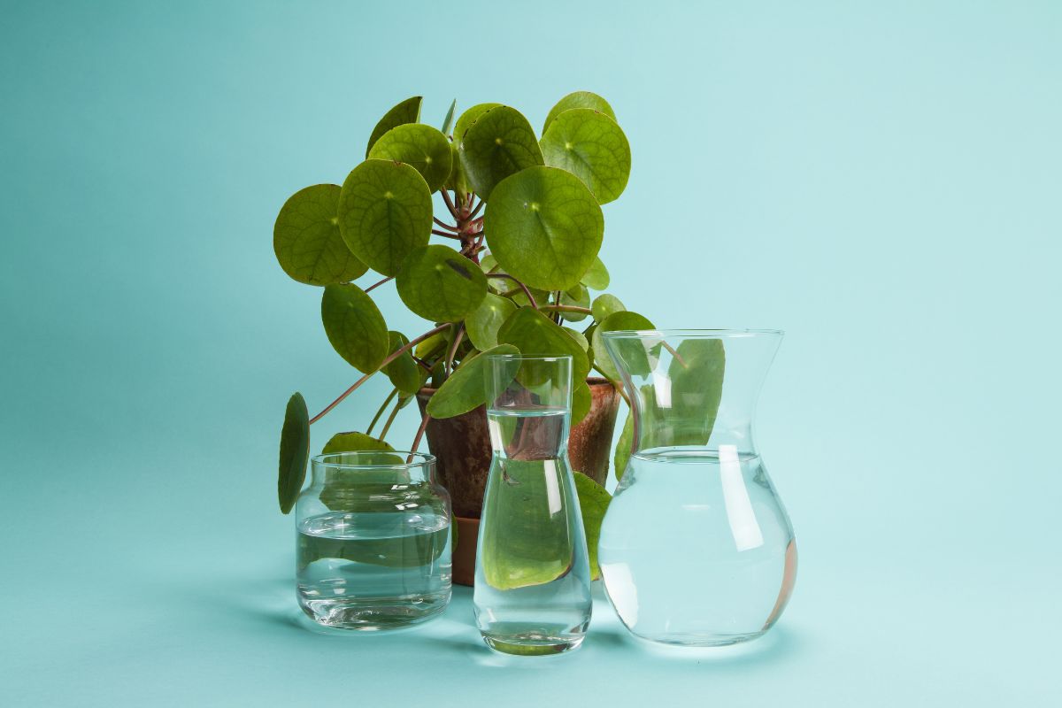 Photographie couleur d'une plante dans un vase en verre