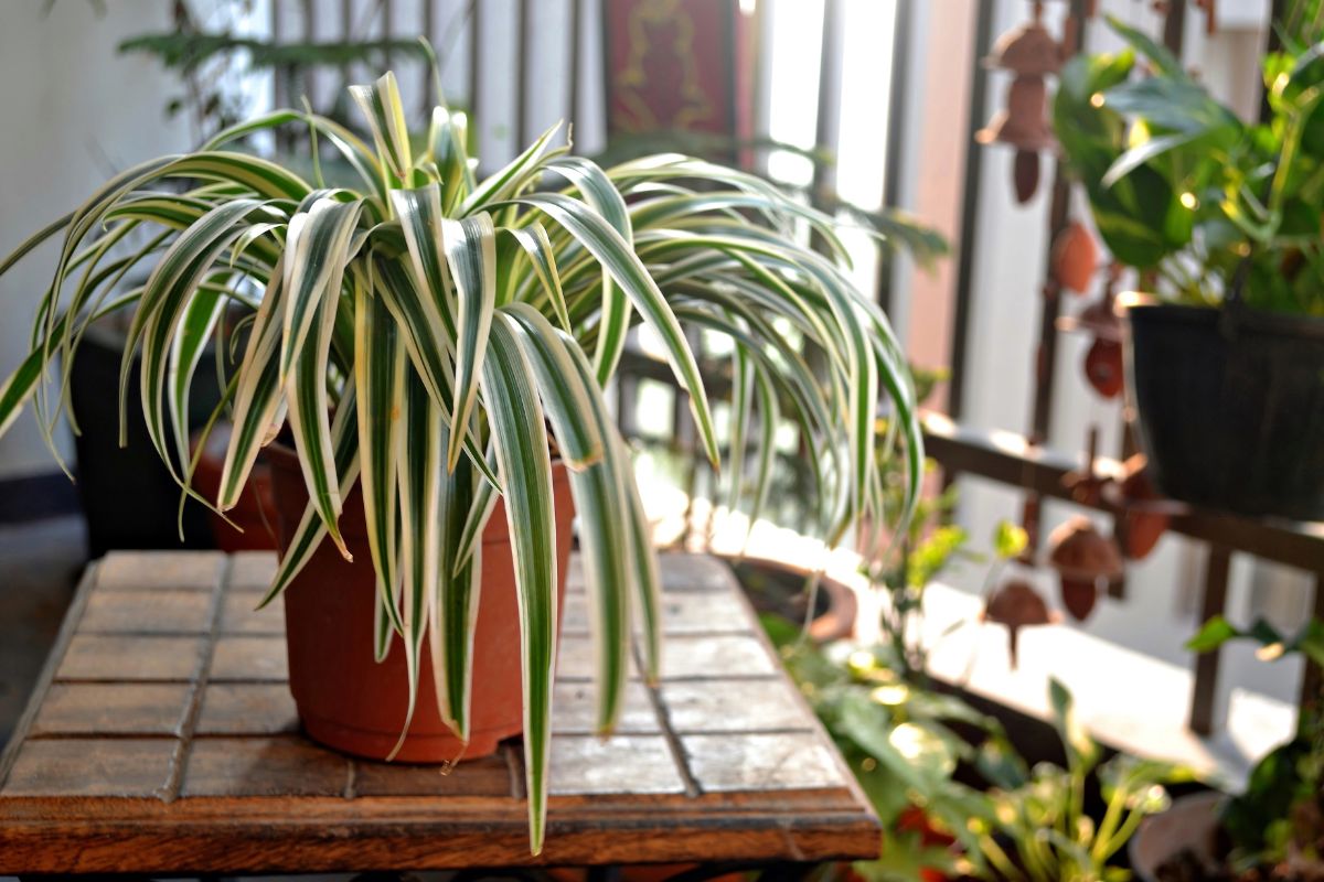 Photographie couleur de Chlorophytum (Chlorophytum comosum)
