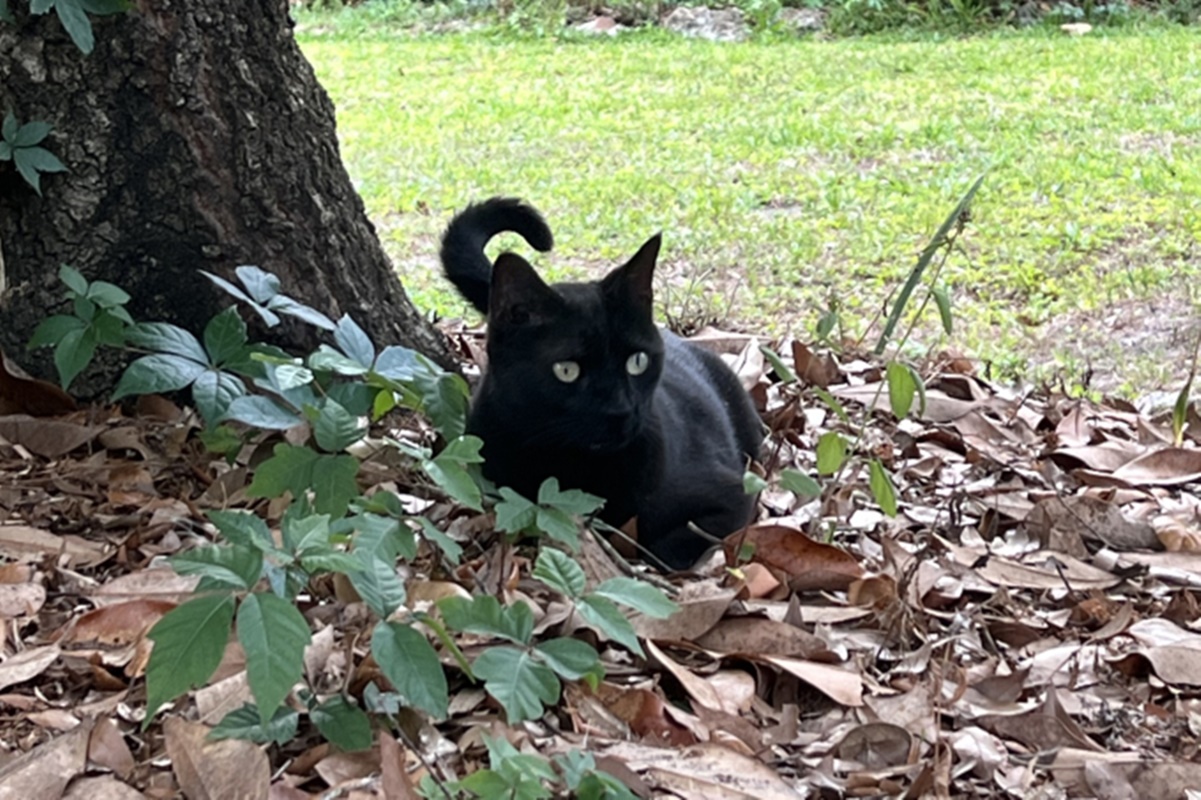 Gato cientista? Felino ajuda pesquisadores a identificarem novos vírus