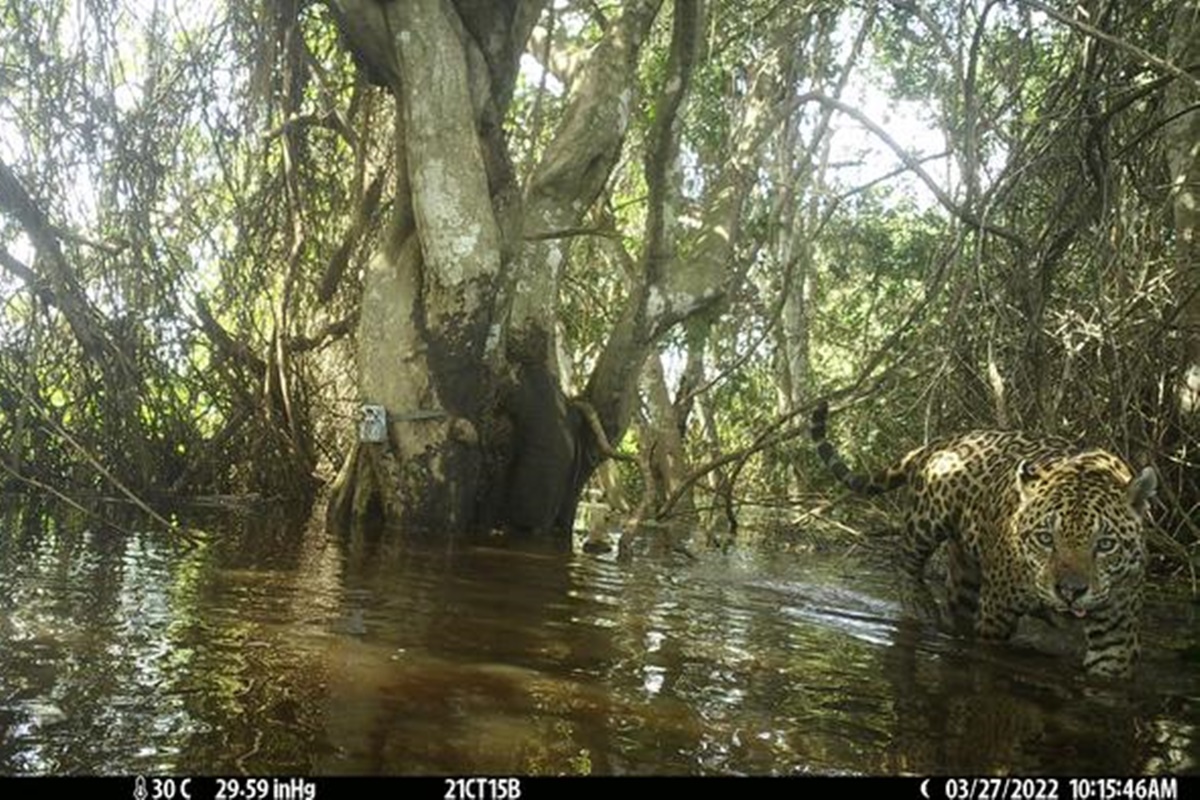 Pantanal: cientistas acham refúgio climático de onças após incêndios