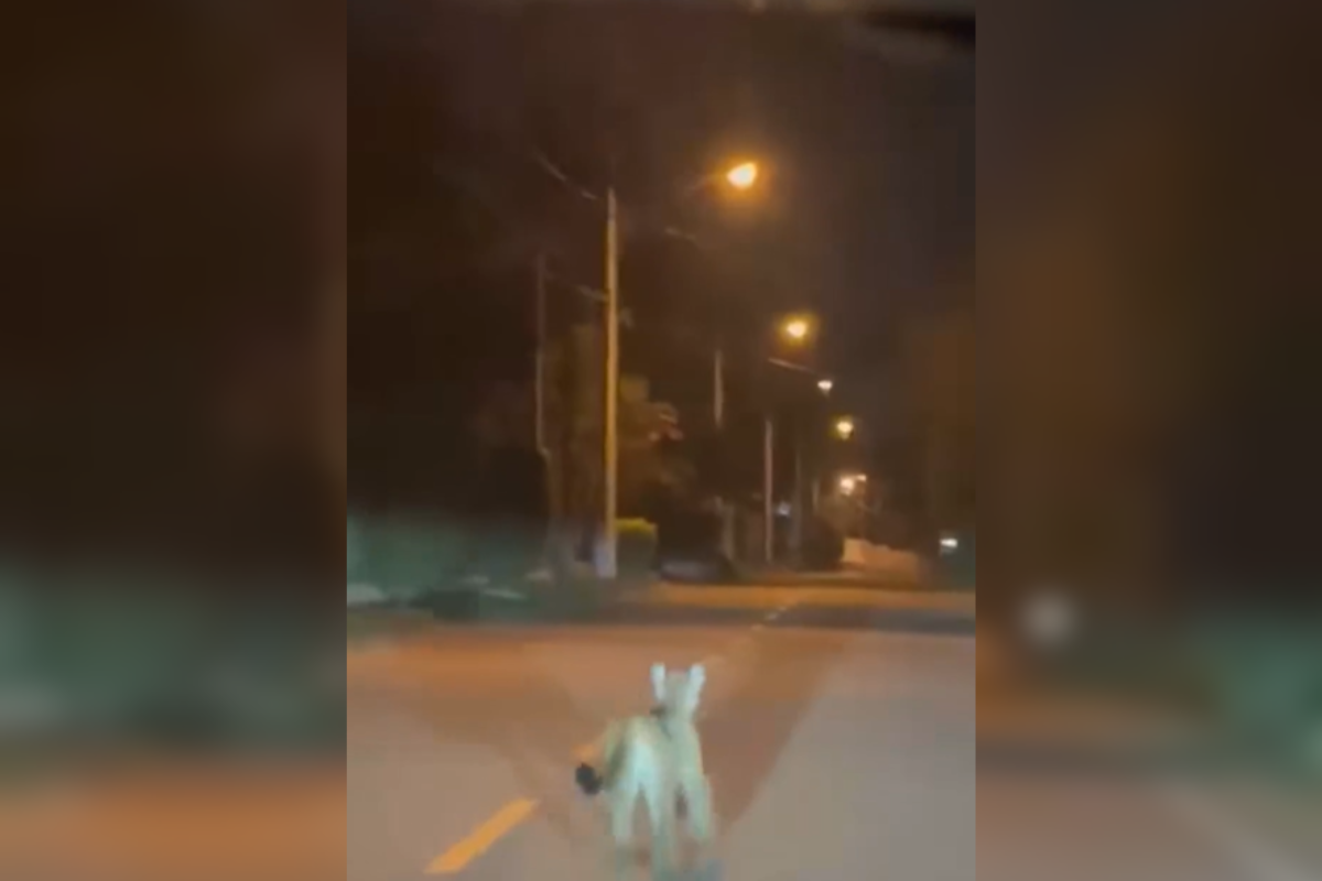 Vídeo: onça-parda é flagrada por moradores em cidade no interior de SP