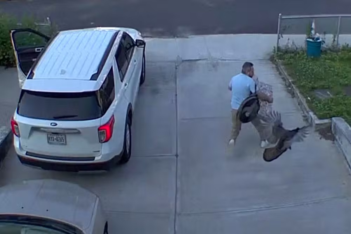 Vídeo. Perua corre atrás de homem e o ataca nos Estados Unidos