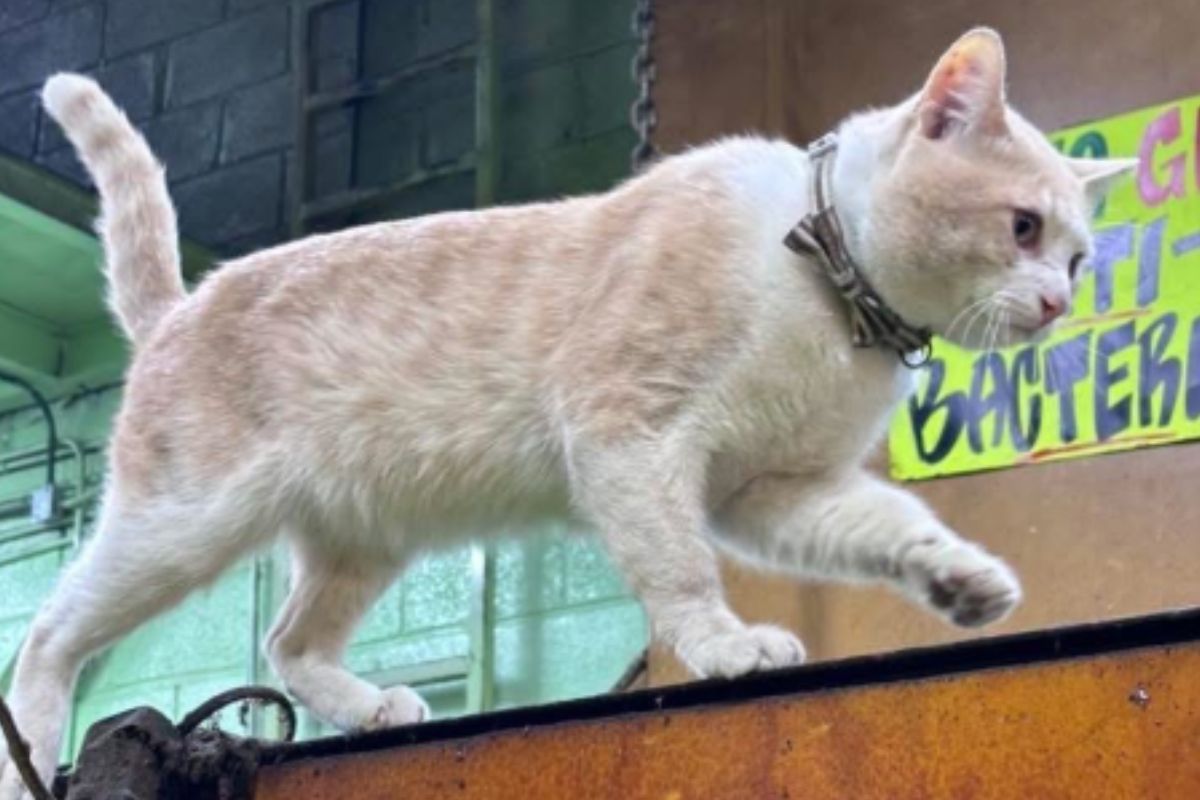 Imagem colorida de gato caminhando