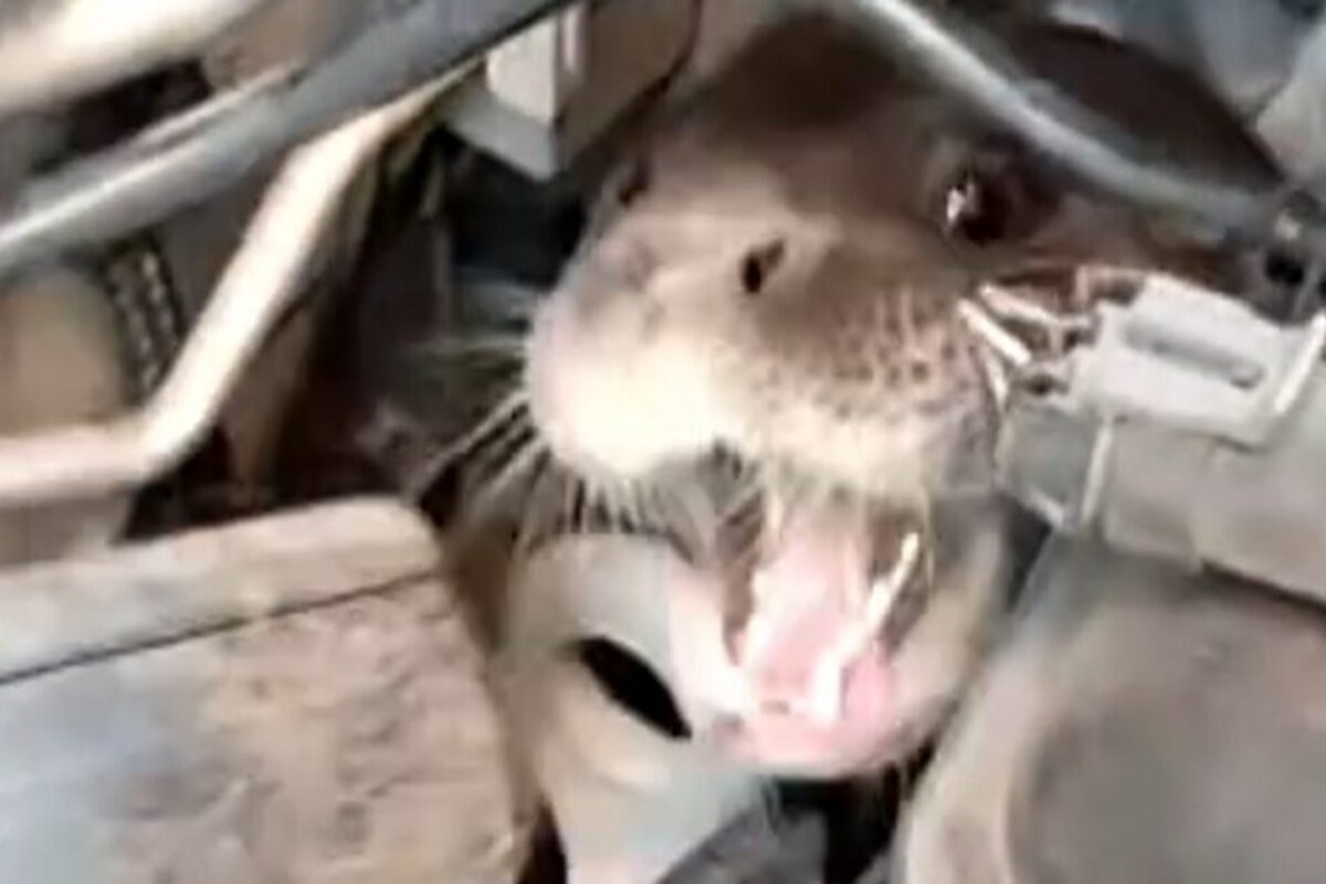 SC: lontra surge em local inusitado e resgate é acionado. Vídeo