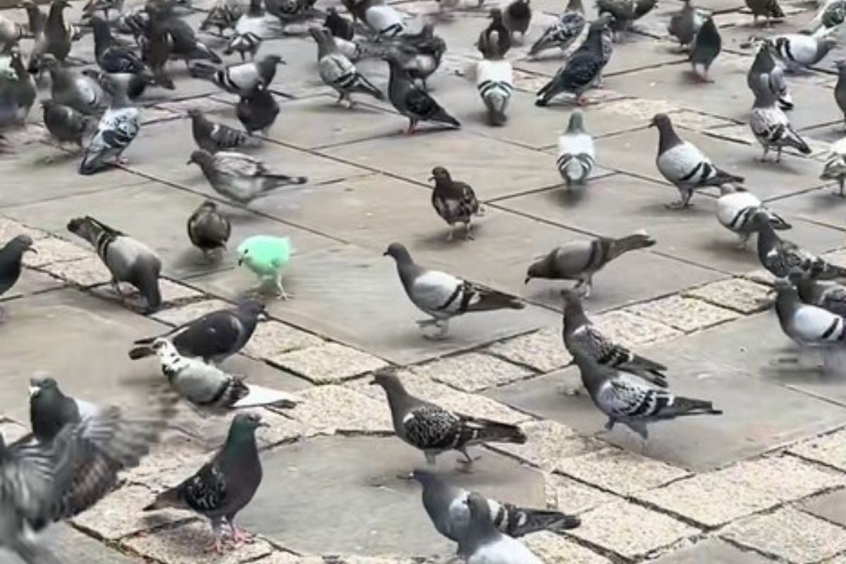 foto colorida de pombos e entre ele um pombo verde chama atenção