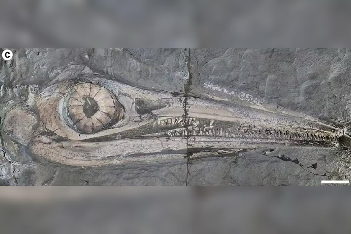 Imagem colorida de olho gigante de réptil - Metrópoles 
