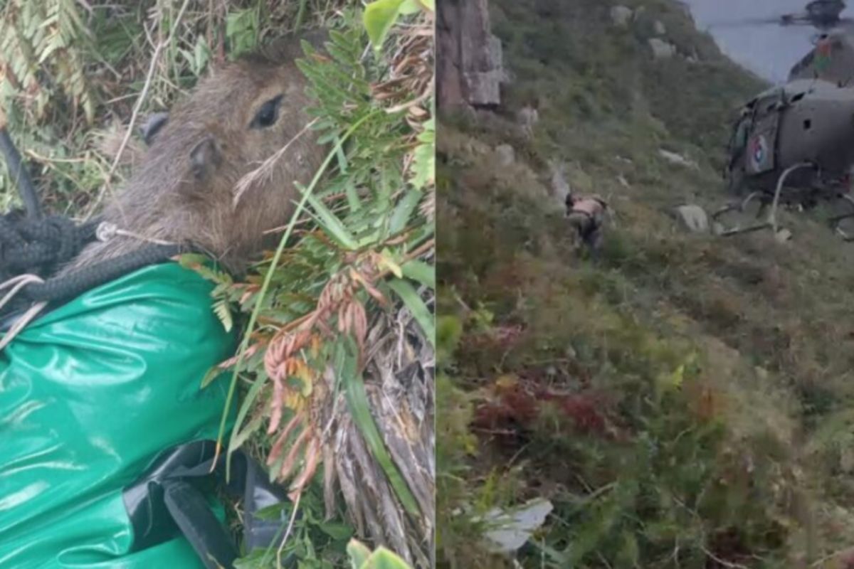 Capivara mobiliza helicóptero em resgate após cair de penhasco em SC
