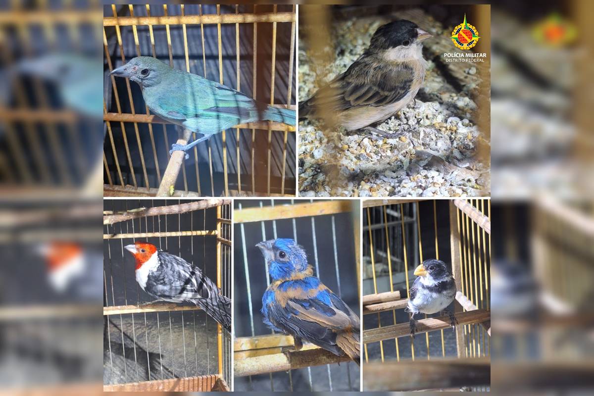 Policia Ambiental apreende 34 aves silvestres mantidas em cativeiro