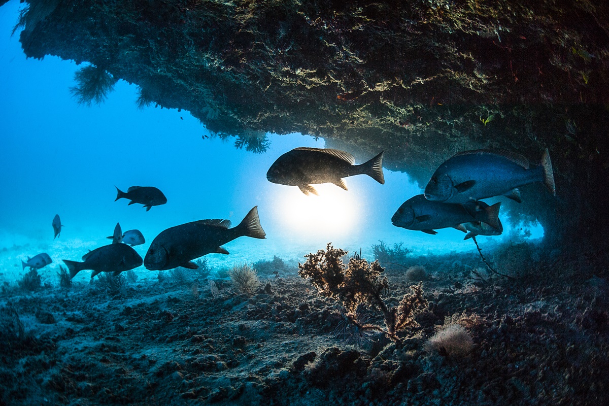 Soneca aquática: entenda se os peixes dormem e como eles descansam