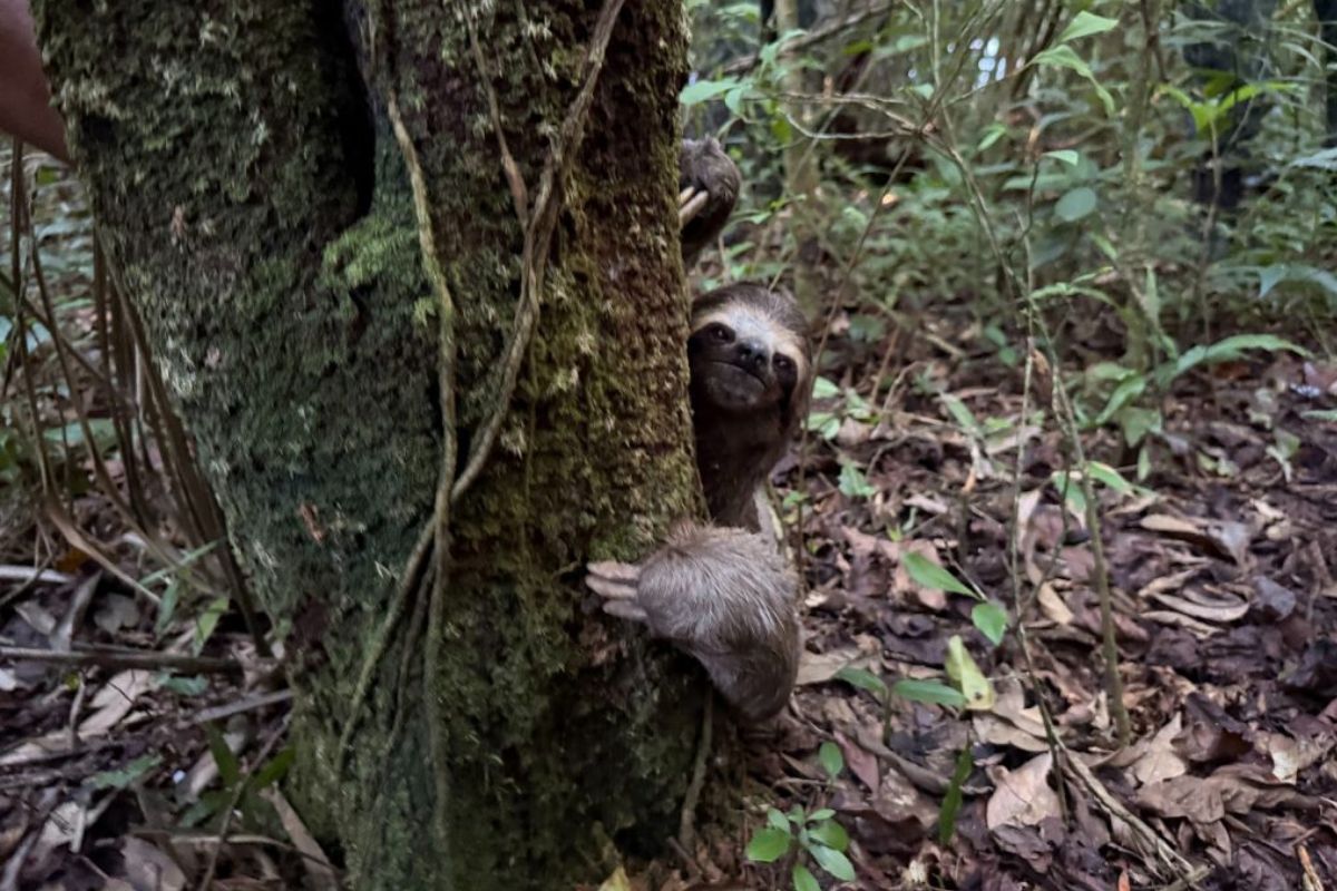 Bicho-preguiça atropelado em rodovia é resgatado e solto na natureza
