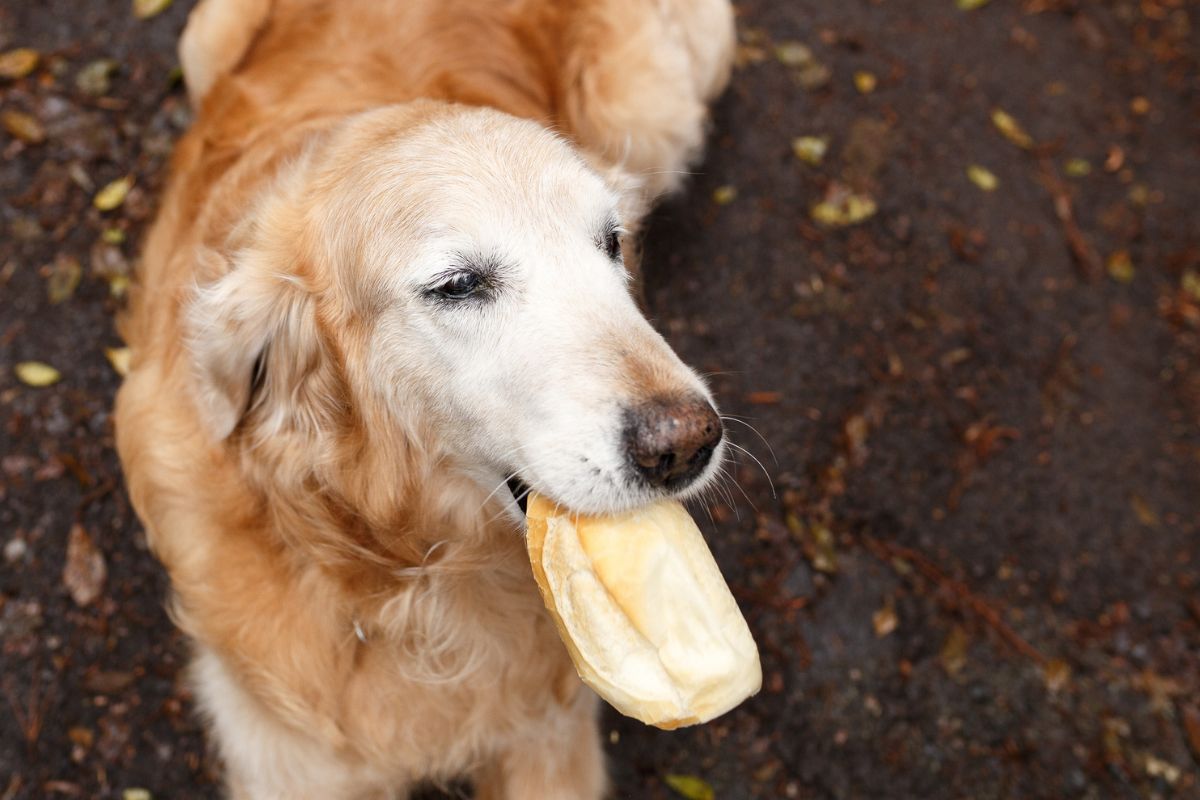 Cachorros podem comer pão? Descubra riscos e os cuidados necessários