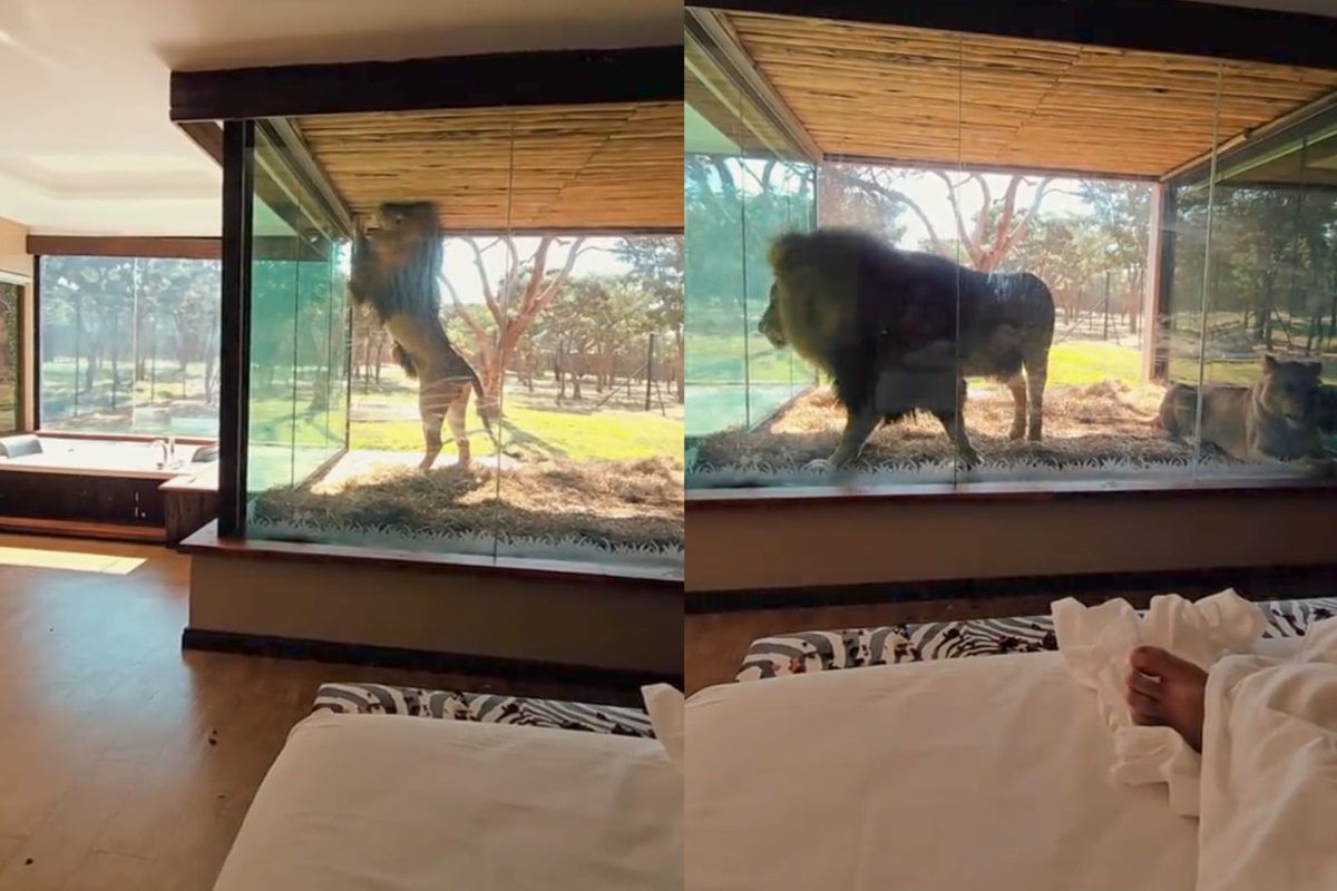 Saiba detalhes do hotel de luxo que viralizou após “visita” de um leão