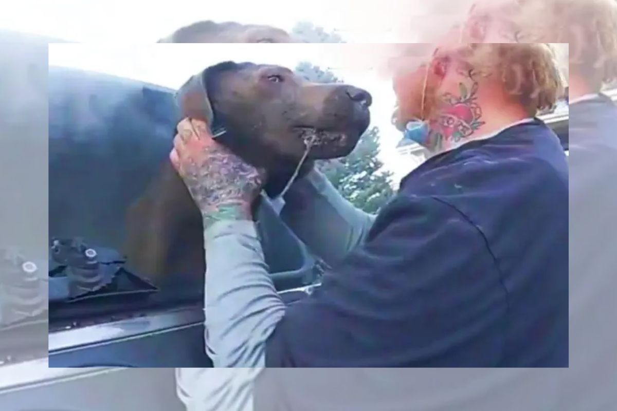 Delegado salva cachorro preso em carro que estava pegando fogo