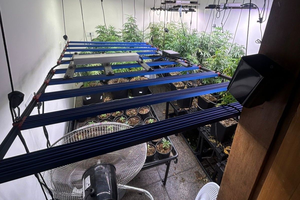 Homem é preso por plantar maconha e diz que droga era para avó