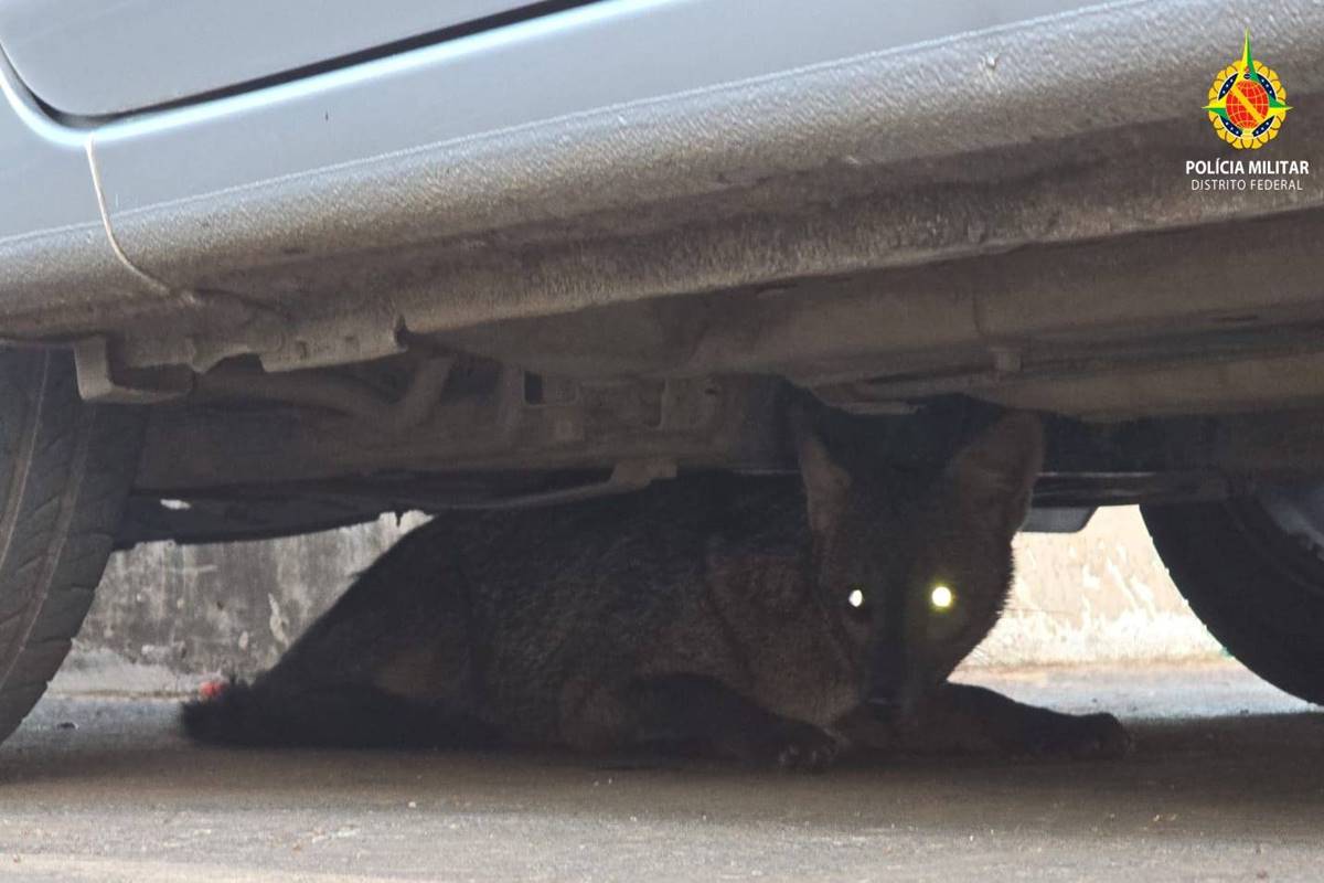 Cachorro-do-mato é resgatado debaixo de carro no DF