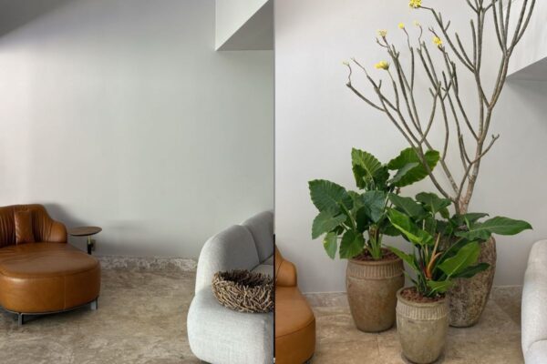 vasos plantas e lustre bem bonitos