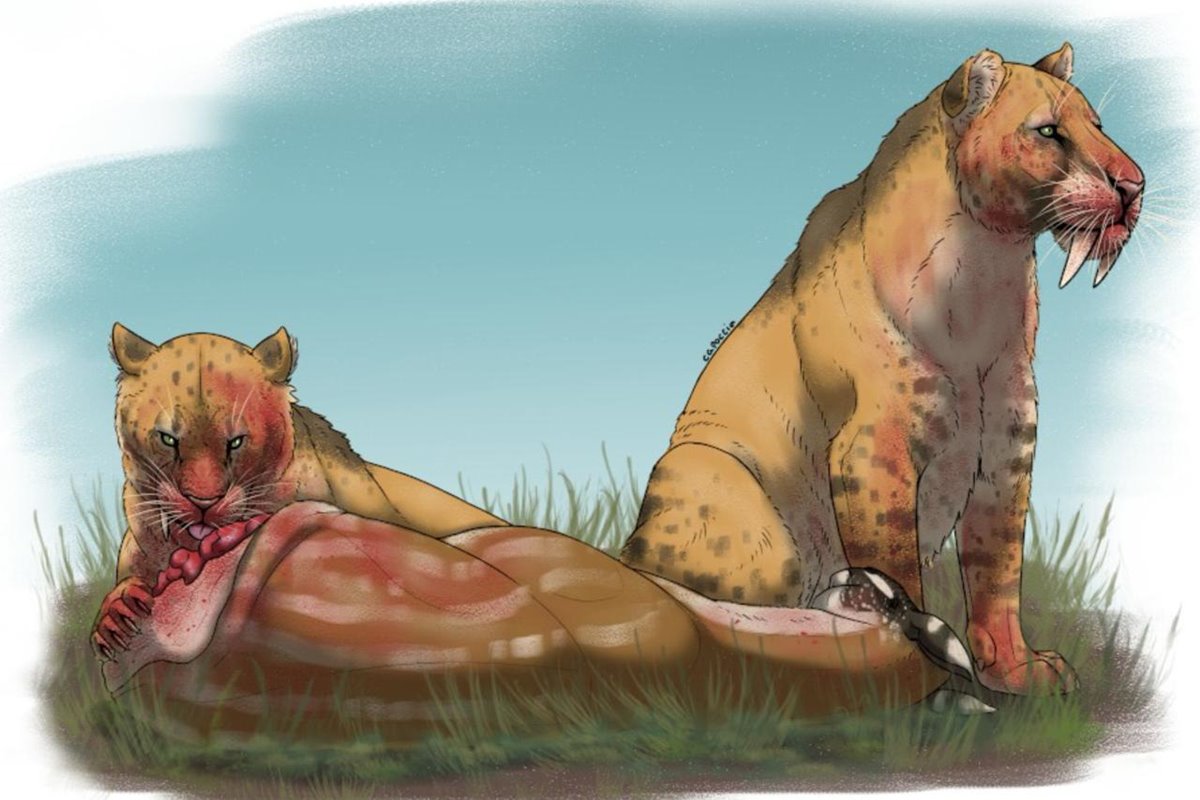 Dentes-de-sabre do gênero Smilodon devoram presa. Com menos herbívoros para predar, houve perda de diversidade até a extinção. Metrópoles