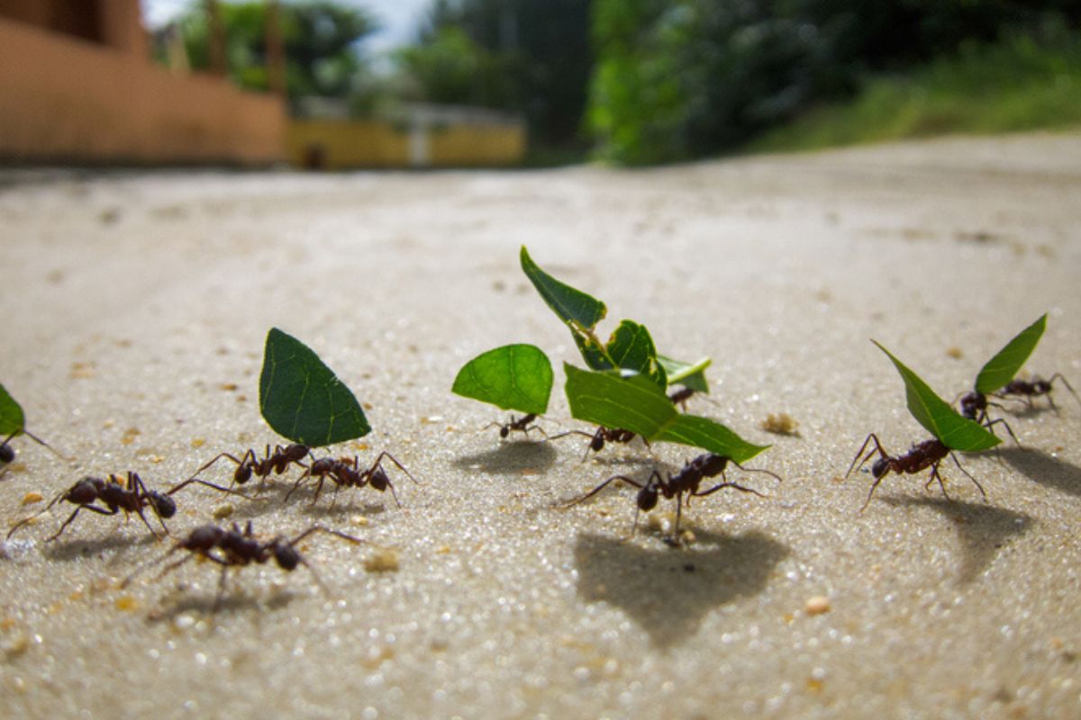 Imagem colorida de formigas andando