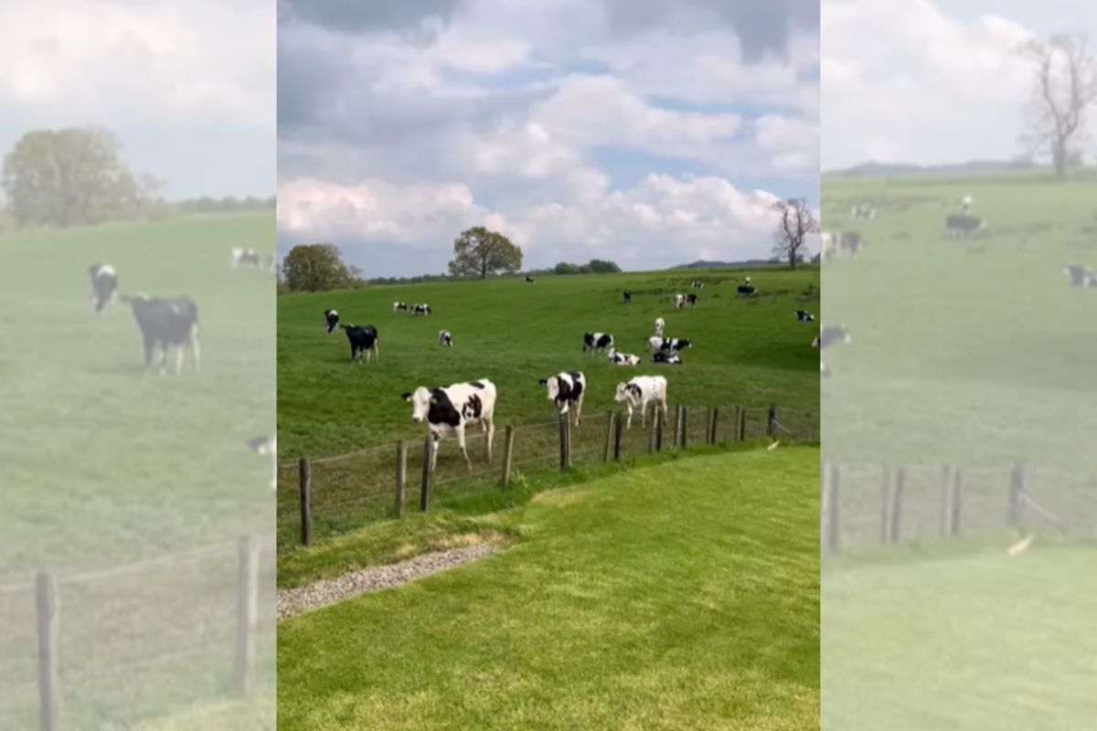 Campo verde com diversas vacas