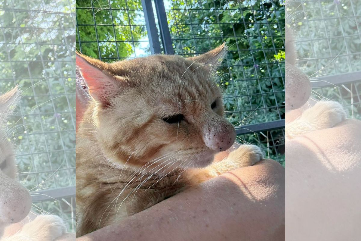 Imagem colorida de gato laranja com nariz inchado