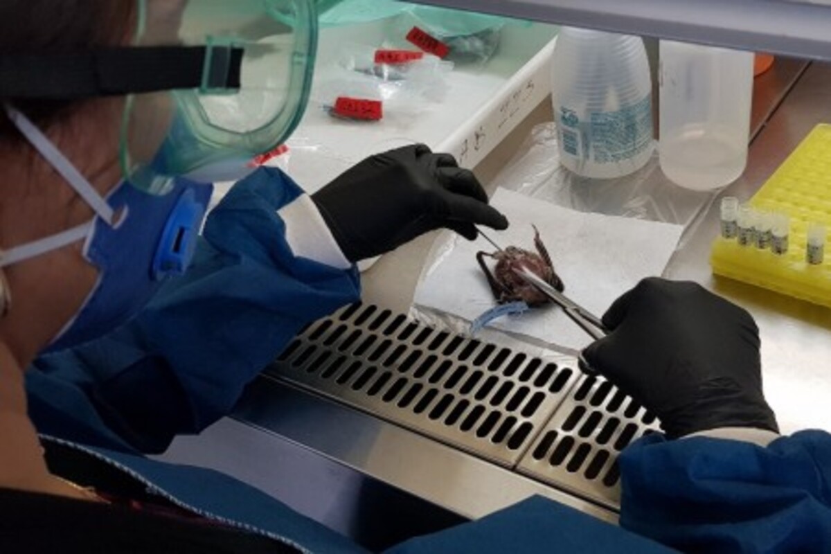 Testes mostraram que o Morbillivirus não infecta facilmente células humanas (foto