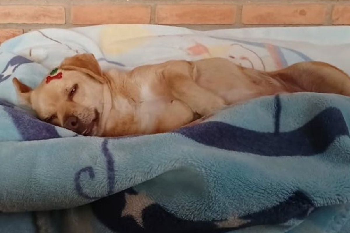 foto colorida de vira-lata caramelo em novo lar