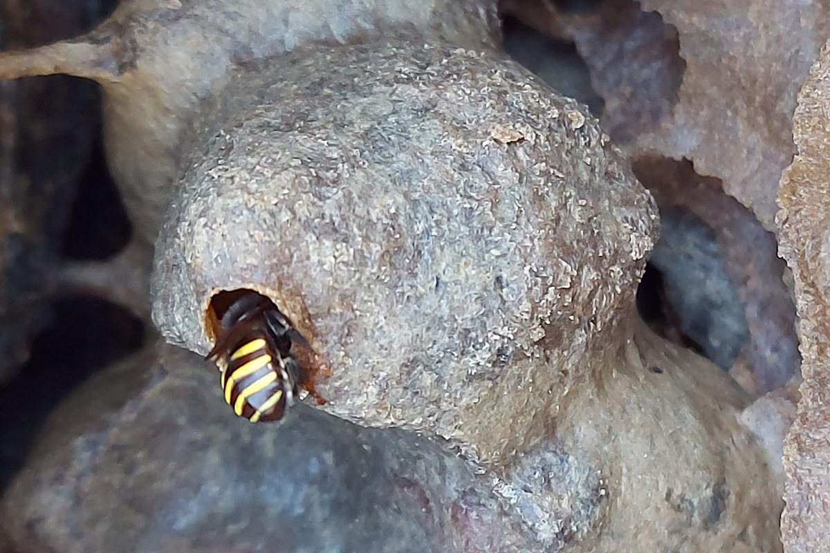 Abelha entrando em u ipo de colmeia - Metrópoles
