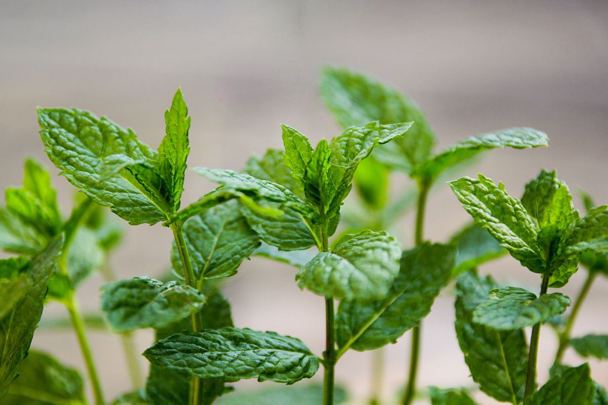 Color photo of mint - Metrópoles