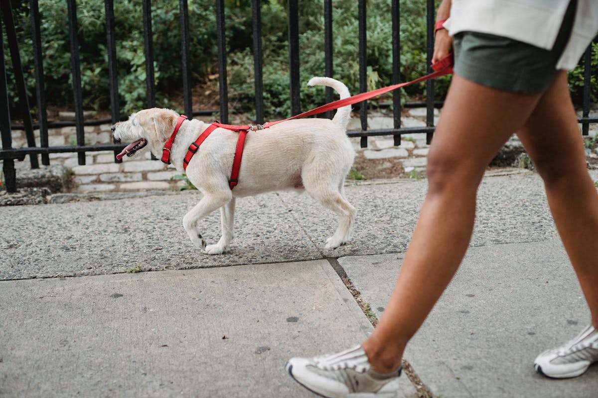 Pernas de mulher andando em calçada com cachorro ao lado - Metrópoles