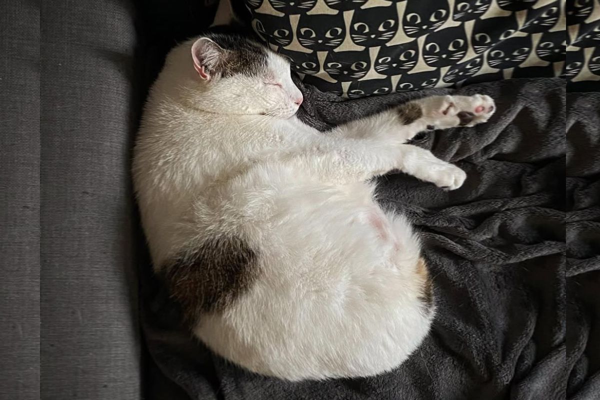 Imagem colorida de gato sem patas deitado