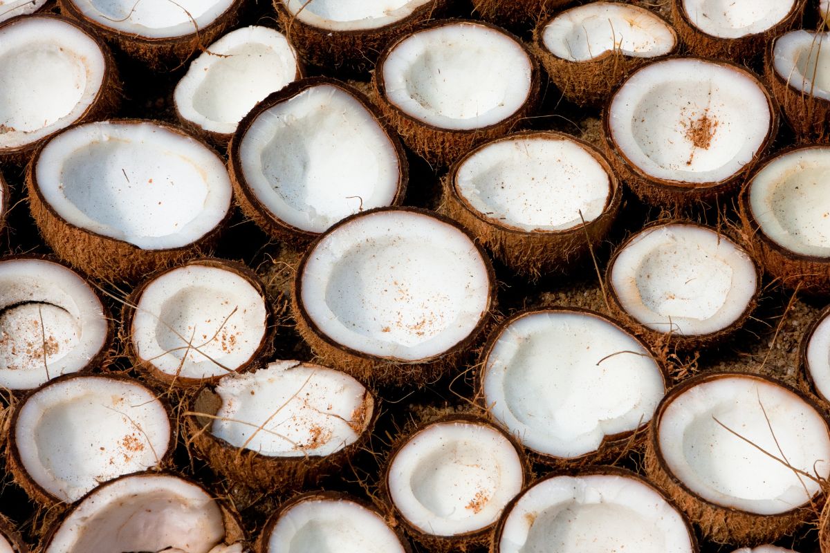 foto colorida de vários cocos